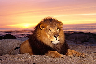 Lion during dusk HD wallpaper