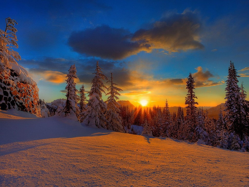 photo of pine trees on snowfield during golden hour HD wallpaper