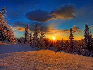 photo of pine trees on snowfield during golden hour