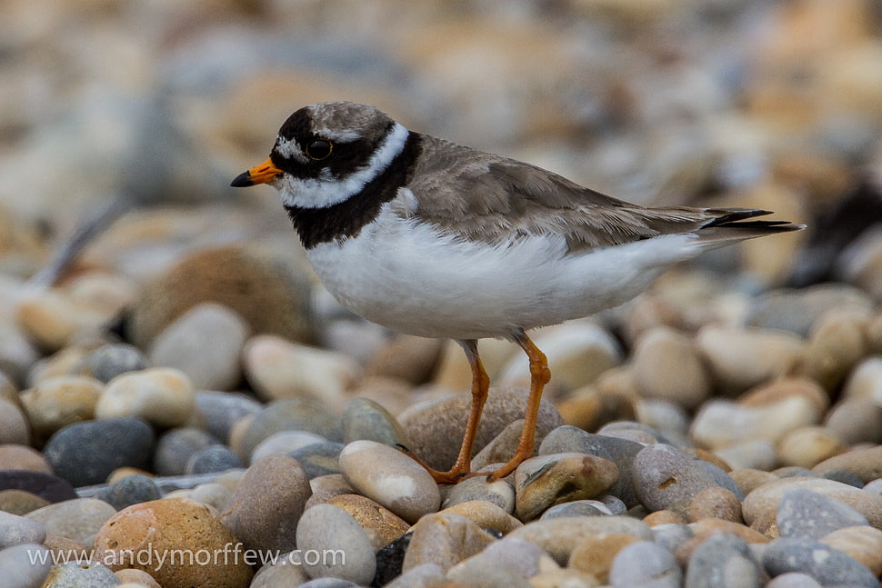 medium legged small beak bird on pebbles during daytime, ringed plover HD wallpaper