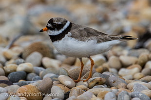 medium legged small beak bird on pebbles during daytime, ringed plover