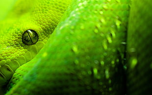 green and yellow floral textile, snake, green, animals, eyes