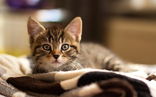 silver tabby kitten lying on couch HD wallpaper