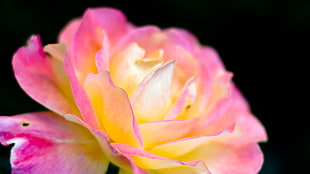 pink and yellow rose flower in closeup photography