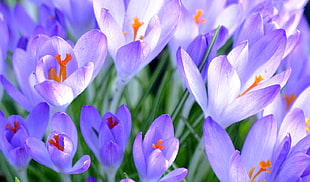 nature, plant, flower, purple HD wallpaper