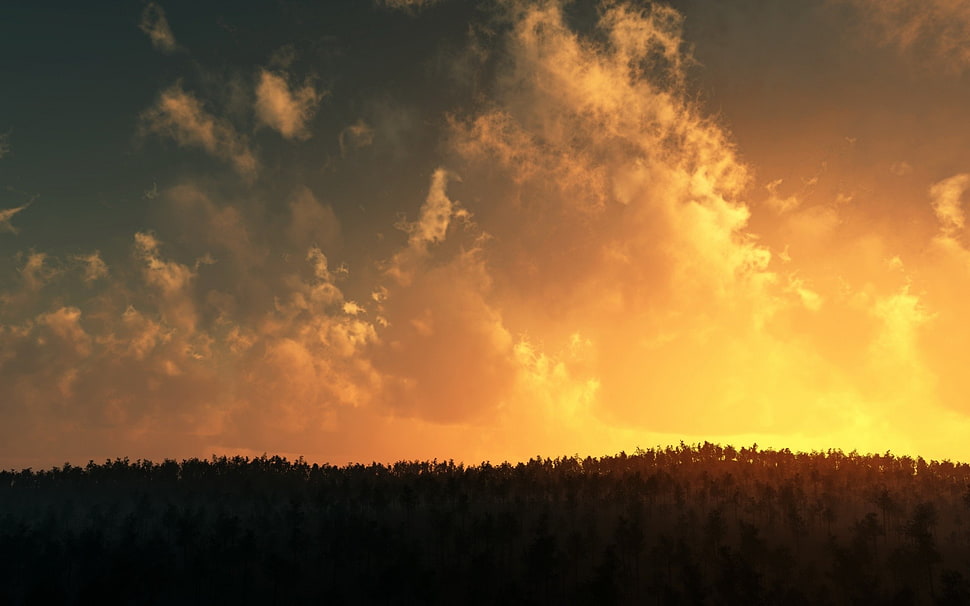 silhouette of trees under white clouds at sunset HD wallpaper