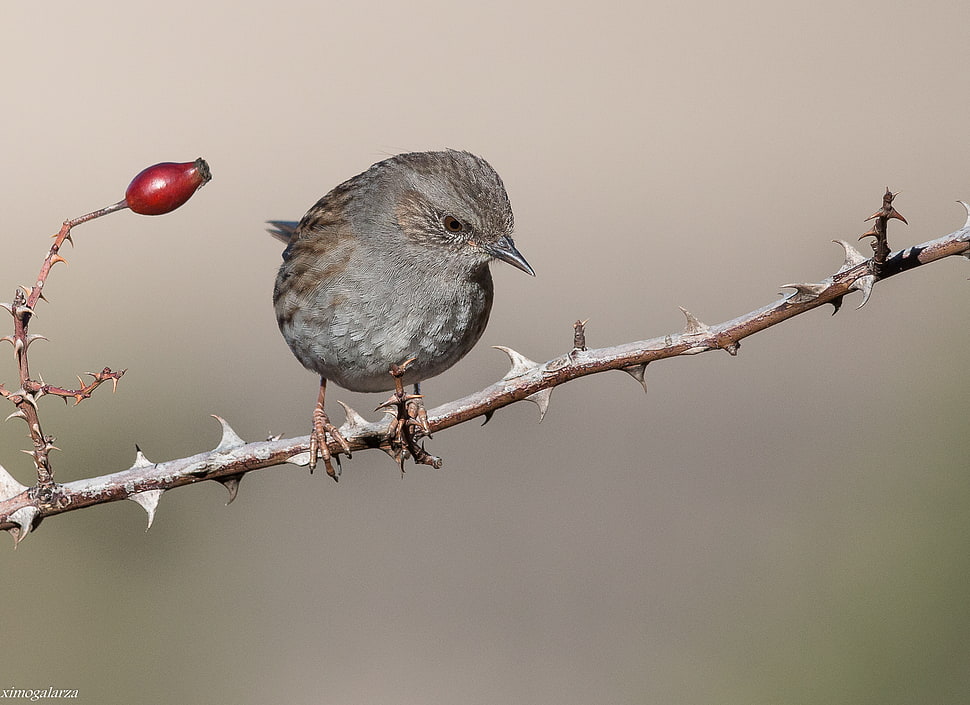 gray bird on brown branch, prunella modularis HD wallpaper