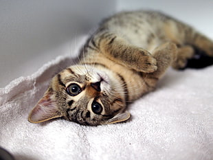 brown tabby kitten on white textile HD wallpaper