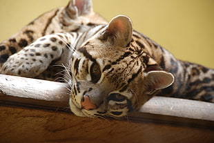 brown leopard cub HD wallpaper