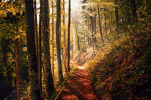 green trees, forest