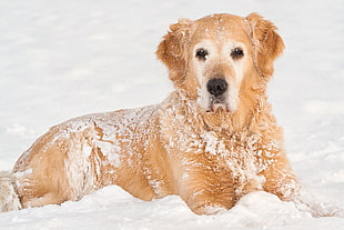 medium-coat tan dog on snow HD wallpaper