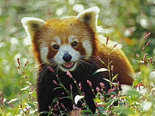 red panda, red panda, animals HD wallpaper