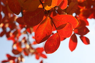 close up shot of orange leaves during daytime HD wallpaper