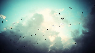 worm's eye view of flying birds in cloudy sky
