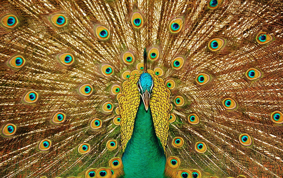 peacock spreading its tail HD wallpaper
