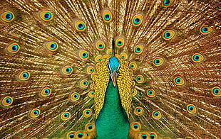 peacock spreading its tail