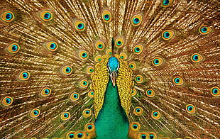 peacock spreading its tail HD wallpaper