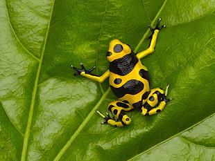 close up photo of black and yellow frog on green leaf HD wallpaper