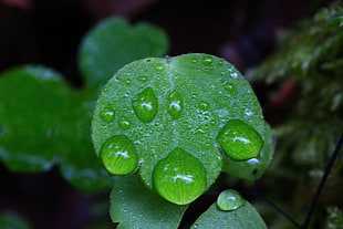 macro-photography of leaf with water drops, plant