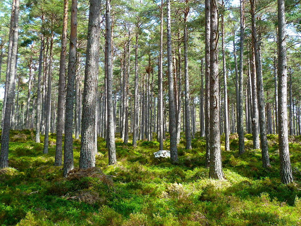 photography of trees with grass HD wallpaper