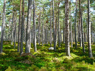 photography of trees with grass
