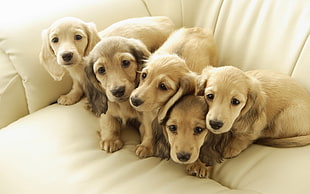 five tan Dachshund puppies