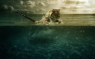 Tiger on body of water HD wallpaper