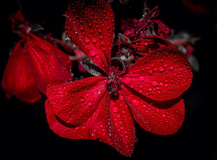 red petaled flower with dew drops HD wallpaper