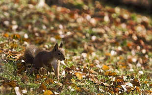 brown squirrel on green lawn during daytime outdoor