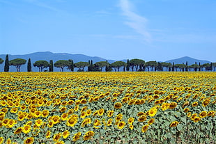 sunflower field during daytime, toscana HD wallpaper