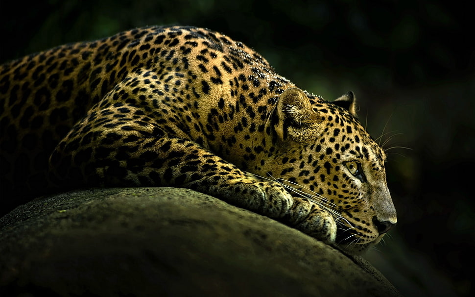 brown and black leopard, animals, leopard HD wallpaper