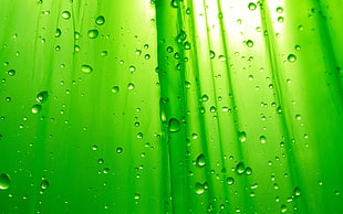 water drops on green plastic