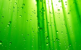 water drops on green plastic