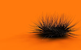 black sea urchins