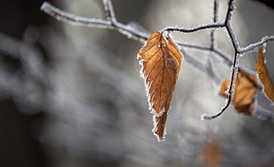 cold, nature, winter, frozen HD wallpaper