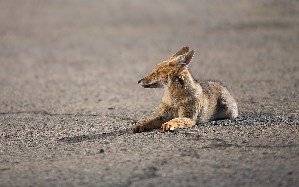 Fox lying on street HD wallpaper