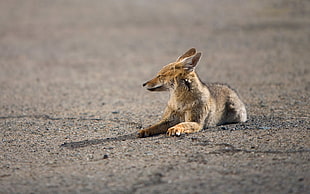 Fox lying on street HD wallpaper