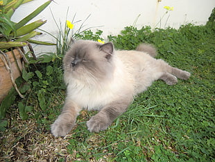 himalayan cat lying on grass HD wallpaper