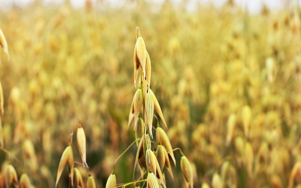 selective focus photo of wheat HD wallpaper