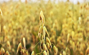 selective focus photo of wheat