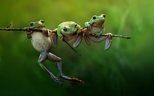 three green frogs, frog, animals, nature, amphibian HD wallpaper