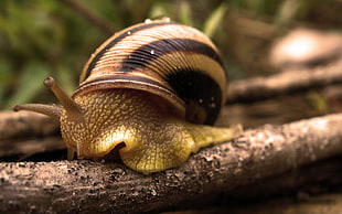 close-up photography of Stripes garden snail on tree branch