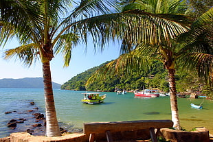 palm trees near a beach with boats
