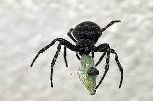 black spider orb weaver spider HD wallpaper