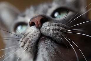 macro photography of cat
