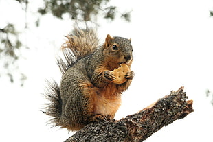 squirrel eating biscuit