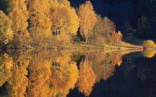 brown leafed trees, nature, landscape, lake, forest