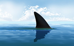 black shark fin, digital art, CGI, minimalism, nature
