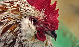 close up photography of brown chicken