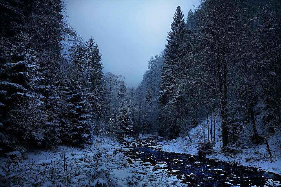 green trees with snows, landscape, forest HD wallpaper